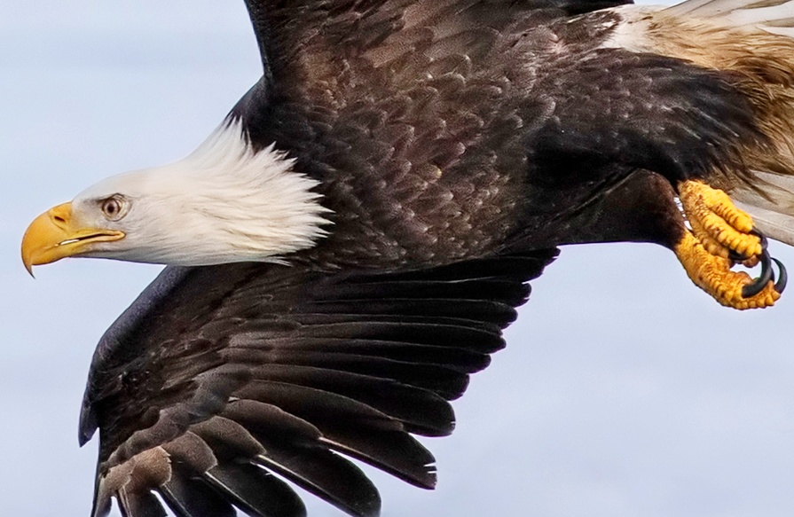 Eagle